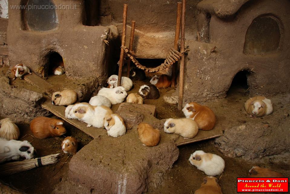 PERU - Pisac - 06 - Cuy Guinea pigs.jpg